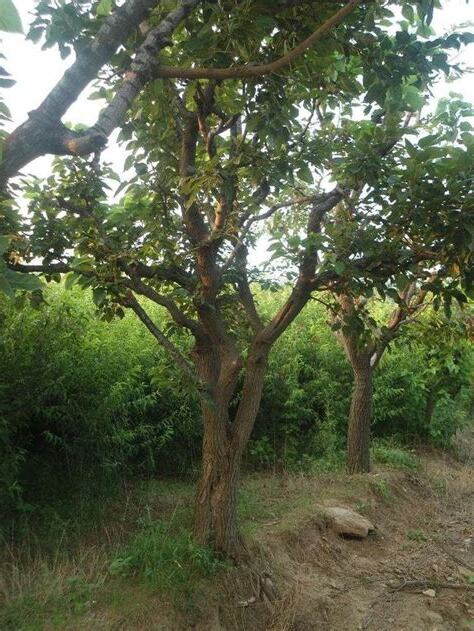 前不栽桑 後不種柳 庭院不可植柏枸